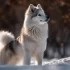 Pomsky Grown Up Size: What to Expect as Your Puppy Grows
