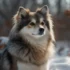 Chocolate Brown Pomsky: A Comprehensive Guide To This Adorable Breed
