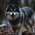 Pomsky Größe: Wie groß werden Pomskies?