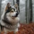 Fluffy Pomsky Puppy: The Ultimate Guide To Understanding Personality Traits And Appearance