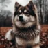 Pomsky Grooming Requirements: Keeping Your Pomsky Looking Their Best