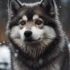 Pomskies 101: Understanding The Personality And Traits Of This Adorable Mix