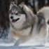 Pomsky Breeders in CT: Find Your Perfect Pomsky Companion