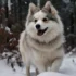 The Ultimate Pomsky Guide: Size, Appearance, Personality Traits, and More