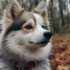 Pomsky Hair Care: Tips and Tricks for Grooming Your Adorable Pomskies
