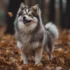 Pomskies For Sale: Where To Find Your New Furry Friend