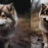 Pomsky Half Husky: Understanding This Adorable Designer Dog