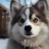 Top Pomsky Hashtags to Boost Your Social Media
