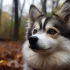 Pomsky Health Facts You Need to Know