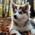 Top Pomsky Hashtags to Boost Your Social Media