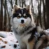 Pomsky Health Issues: What Reddit Has to Say