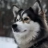 Pomsky Hat: Stay Stylish and Warm with this Adorable Accessory