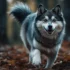 Dr. Pomsky – Your Guide To The Adorable Pomsky Breed