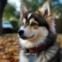 Pomsky Dog Full Size: What to Expect from Your Furry Companion