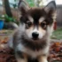 Pomsky Health Problems: What You Need to Know