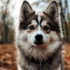 Pomsky Health Risks: What You Need to Know