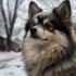 Pomsky Heeler Mix: Understanding the Personality Traits