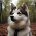 Pomskies for Adoption: Tips and Tricks to Find the Perfect Furry Friend
