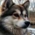 Pomsky Hats: Stay Warm and Stylish with These Adorable Pomskies-Inspired Accessories