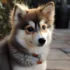 Pomsky Height and Weight: How Big Will Your Pomsky Get?