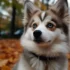 Pomsky Height and Weight: How Big Will Your Pomsky Get?