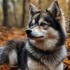 Pomsky and Husky Together: Everything You Need to Know About the Pomsky Mix