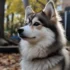 Pomsky Heeler Mix: Understanding the Personality Traits
