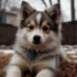 The Ultimate Guide to Hiking with Your Pomsky