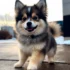 The History of Pomskies: From Husky-Sized Dreams to Designer Dogs