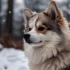 Pomsky Breeder in Hong Kong: Find Your Perfect Pomsky Companion