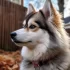 Why Do Pomskies Howl and How to Stop It?