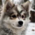 Pomsky Husky Puppies for Sale – Find Your Furry Companion Today!