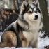 Pomsky Hunter: What You Need to Know About This Designer Breed