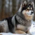 Pomsky Size Chart: Understanding The Growth And Development Of Pomskies