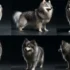 Pomsky Puppies For Sale In Ohio: Find Your Furry Companion Today!