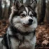 Pomsky Shiba Inu Mix: A Guide to Understanding this Unique Hybrid