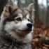 Pomsky Husky Full Grown: Size, Appearance and Personality Traits