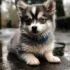 Pomsky Husky Puppies: Everything You Need to Know About This Adorable Mix