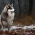 F3 Pomsky Puppies: The Ultimate Guide To Raising And Training Your Pomskies