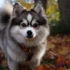Pomsky Breeders in Idaho: Find Your Perfect Pomskies Here