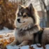 Understanding Pomsky Temperament And Behavior