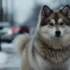 Pomsky Puppies For Sale In Oklahoma: Find Your New Furry Friend