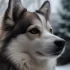 Pomsky Breeders in Singapore: Where to Find Your Furry Friend