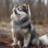 Pomsky Rottweiler Mix: Understanding The Unique Traits Of This Designer Breed