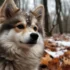 Pomsky Information: Facts, Size, and Appearance