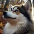 Pomsky Intelligence: Understanding the Smartest Pomskies