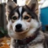 Pomsky Intelligence Ranking: Where Do Pomskies Rank?