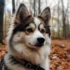 Pomsky Intelligence Ranking: Where Do Pomskies Rank?