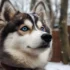 Pomsky Jack Russell Mix: Understanding This Adorable Designer Breed