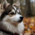 Discover the Pomsky Breeders in Jacksonville, FL